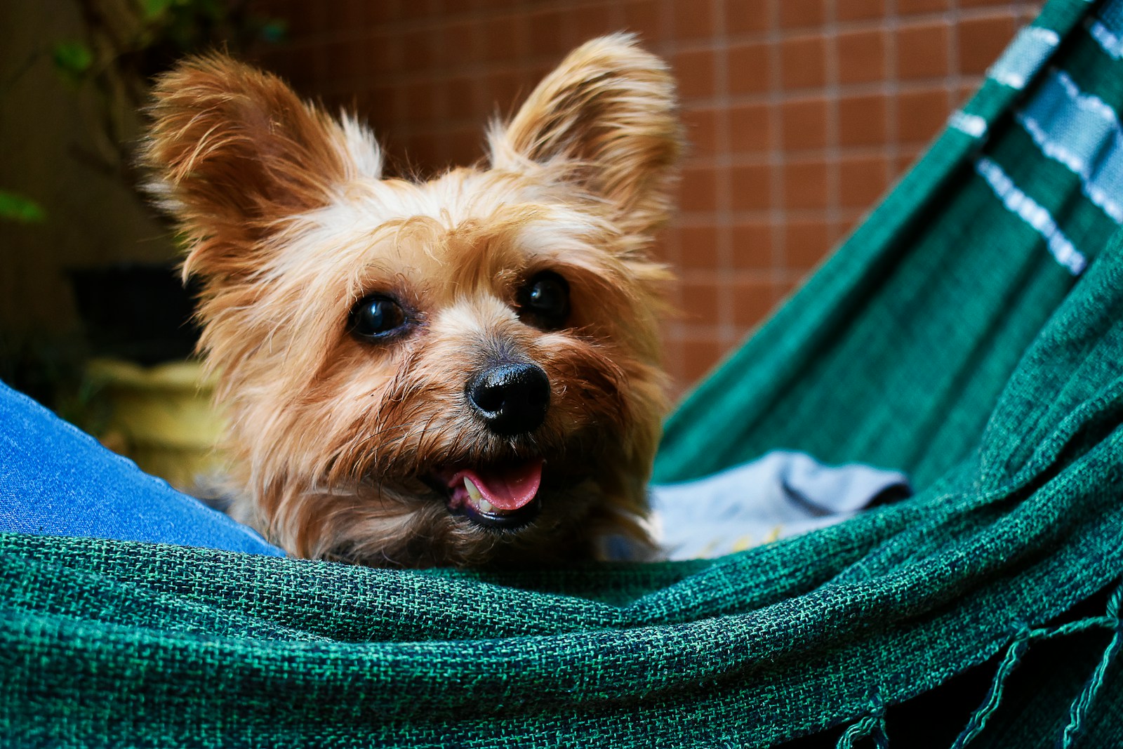 short-coated tan dog